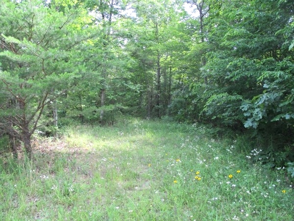 Sold! 43.52 +/- wooded acres located on Oak Ridge Church Rd.    $59,500 