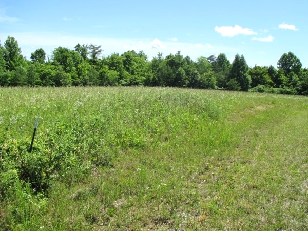 Sold!! Piney Grove, Williamsburg | Looking for a large farm or somewhere to build a subdivision?  90+/- contiguous acres $169,000 