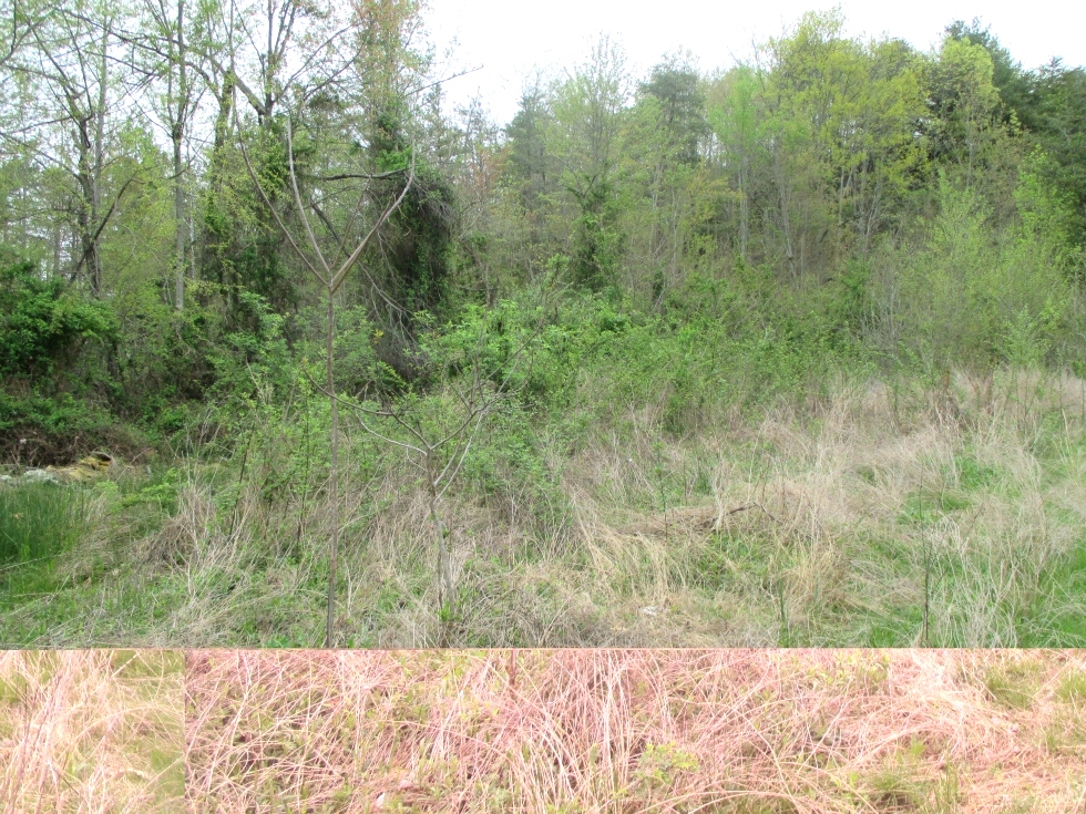 SOLD!! Tidal Wave/Corinth Rd. | Hunters Paradise! Attention deer and turkey hunters! 110 acres of surveyed property  