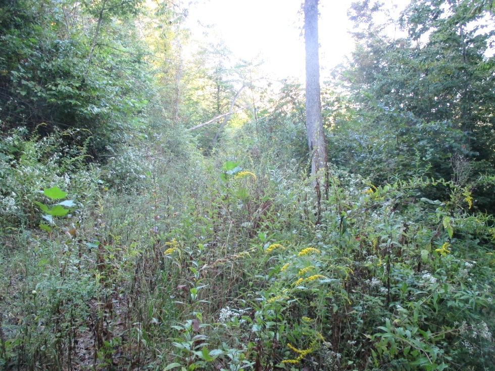 Sold! Newman Campbell Rd. off of Hwy 92  | 200 acres +/- bordering Jellico Creek & Indian Creek 