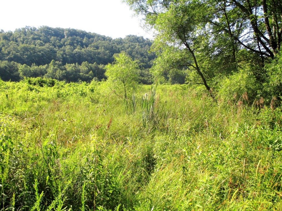81 +/- acres on Flat Creek on the Knox-Whitley County line. Great for hunting! 