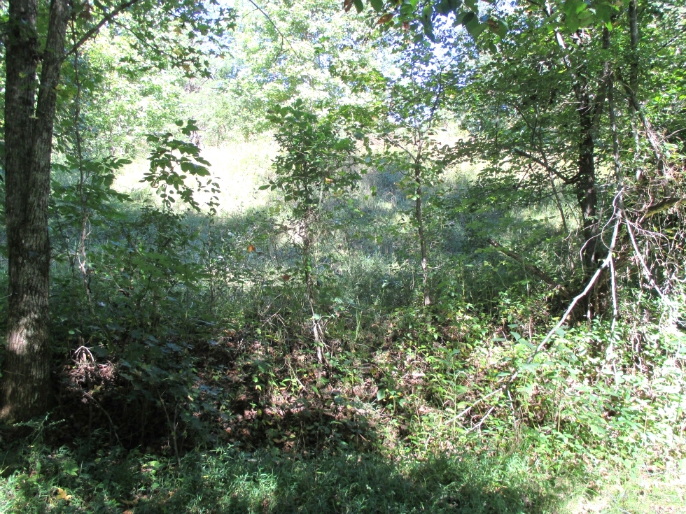 SOLD  27.436 surveyed acres on Ryan's Creek in Whitley County | Good hunting! 